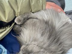 -艾贝尔宠物医院·24H转诊中心·肿瘤猫专科(江宁双龙店)