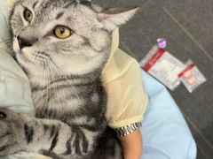 -艾贝尔宠物医院 ·中兽医·宠保定点(北门桥店)