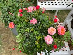 -人民公园(罗湖区)