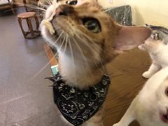 -猫色咖啡·猫咖
