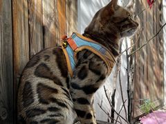 -喵屿·大理花园猫咖