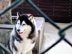 -TrueLove @ Neverland (Husky Cafe)