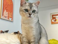 -有喵·猫咖·狗咖·40+猫狗有小奶狗(岗厦店)