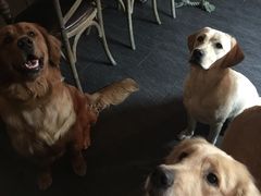 -百好乐宠物友好餐厅(朝外大街店)