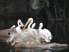 -合肥野生动物园