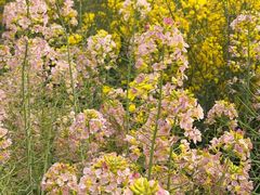 -中国天府农业博览园