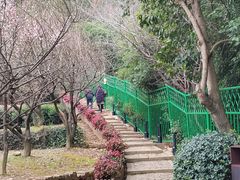 -香雪海