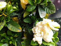 -马五面馆(郦城国际店)