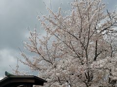-醍醐寺