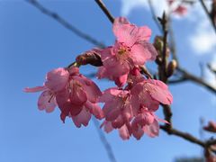 -莲花山公园