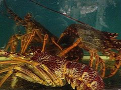 iphone_upload_pic-龙景轩大酒店(宝杨路店)