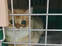 -纳吉亚猫专科动物医院·北北分院