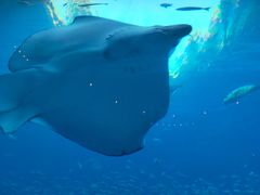 -迪拜帆船酒店海底餐厅