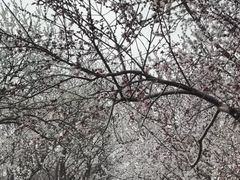 -桃花堤公园
