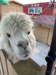 -萌宠亲子动物乐园(槐房万达店)