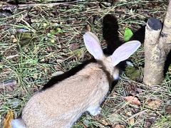 -杭州半山国家森林公园