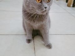 -猫小院猫主题餐厅(南锣旗舰店)