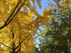 -三里屯东五街银杏大道