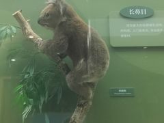 -国家自然博物馆