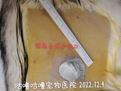 -咕噜咕噜宠物医院·CT·肿瘤科·骨科(前海院)