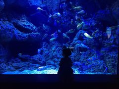 -成都浩海立方海洋公园