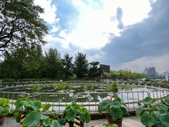 -莲花池公园
