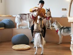 -Husky Go! 哈士奇体验馆·宠物咖啡厅狗咖