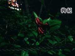 -金鸡山公园