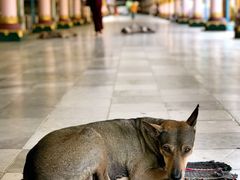 -ခြောက်ထပ်ကြီးရွှေသာလျောင်းဘုရားကြီး