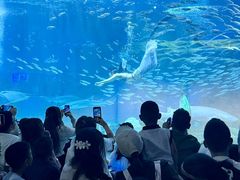 -海合安成都极地海洋公园