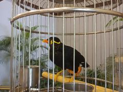 -杭州香格里拉·香宫中餐厅