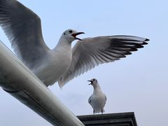 -海埂大坝