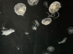 -大阪海游馆