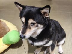 -逗柴咖啡屋·狗咖猫咖宠物桌游