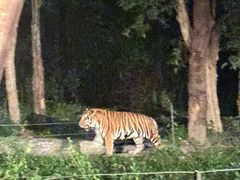 -清迈夜间动物园
