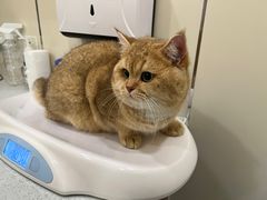 -萌兽医馆·犬猫专科·眼科中心·宠物医院(朝阳门分院)