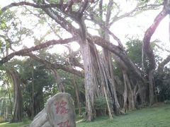 -瑞丽独树成林风景区