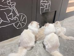 -瞄一喵猫咖(格力海岸店)