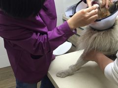 -爱侣·安琦尔宠物医院·中兽医针灸·心内科·狂犬免疫点(宝山区院)