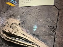 -河南自然博物馆