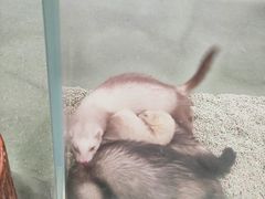 -藦茜花园宠物主题亲子互动体验馆(国顺东路店)