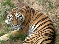 -西霞口神雕山野生动物世界