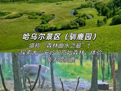 -呼伦贝尔大草原