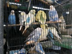 -溪岸路花鸟市场