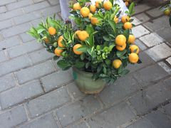-本溪路花鸟市场(江浦路1709弄小区店)