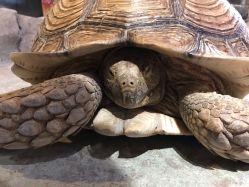 -酷嗒动物文化乐园(cutezoo西溪乐天城店)