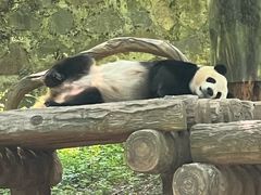 -都江堰中华大熊猫苑