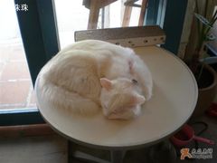 -Babycat私家御饼屋(龙头路一店)