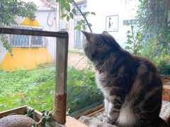 -海边的猫和咖啡馆