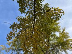 -三里屯东五街银杏大道